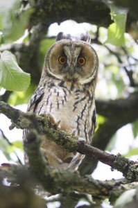 IMG_2936 copie