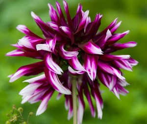 dahlia