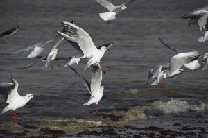 mouettes_8415