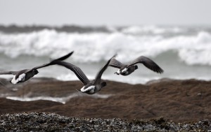 oiseaux-mer 85_3336 copie
